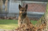 MALINOIS 1098